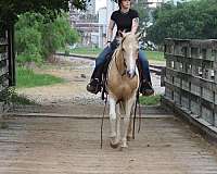 ranch-paint-horse