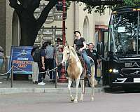 ranch-versatility-paint-horse
