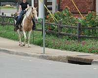 ranch-work-paint-horse