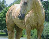 athletic-quarter-horse