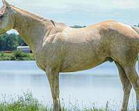 beginner-quarter-horse