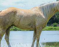 endurance-quarter-horse