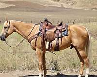 athletic-quarter-horse