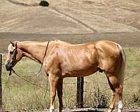 beginner-quarter-horse
