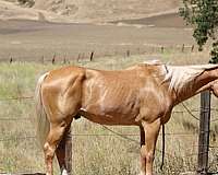 calf-roping-quarter-horse