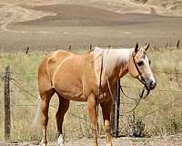endurance-quarter-horse