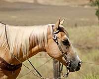 experienced-quarter-horse