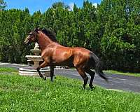paso-fino-gelding