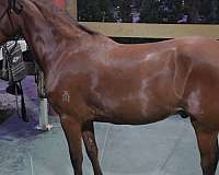 paso-fino-horse-for-sale