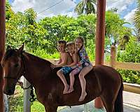 paso-fino-horse