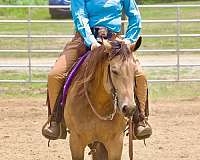 athletic-quarter-horse