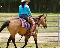 flashy-quarter-horse