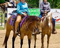 husband-safe-quarter-horse