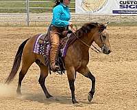 ranch-quarter-horse