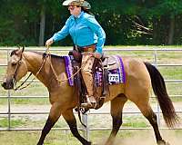 performance-quarter-horse