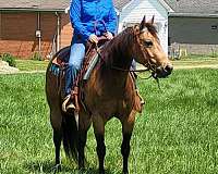 ranch-versatility-quarter-horse