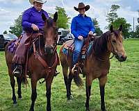 ranch-work-quarter-horse