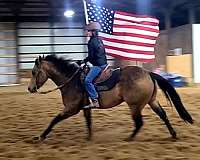 reining-quarter-horse