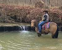 roping-quarter-horse