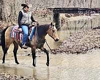 ridden-english-quarter-horse