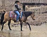 show-hack-quarter-horse