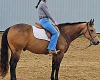 trail-quarter-horse