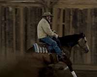 show-quarter-horse