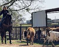 athletic-draft-horse