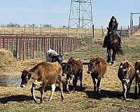 cross-draft-horse