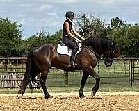 draft-horse