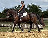 driving-draft-horse