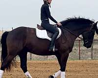 flashy-draft-horse