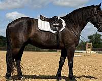 jumping-draft-horse