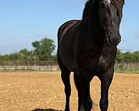 parade-draft-horse