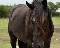 ranch-draft-horse