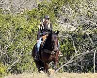 ranch-work-draft-horse