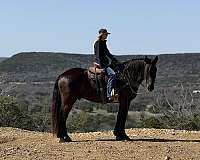ridden-english-draft-horse
