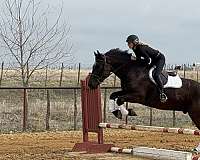 ridden-western-draft-horse