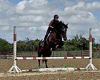 roping-draft-horse