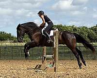 show-draft-horse