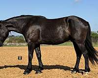 show-hack-draft-horse