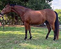 athletic-quarter-horse