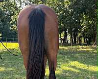 endurance-quarter-horse