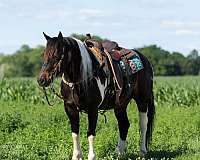 athletic-draft-horse