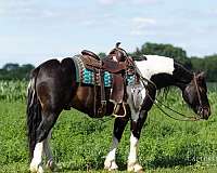 all-around-draft-horse
