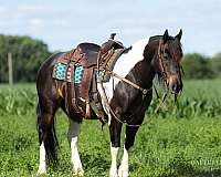 beginner-draft-horse