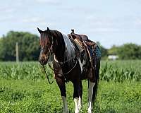 cross-draft-horse