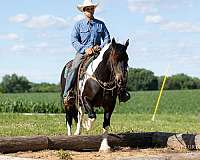 draft-horse