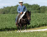 dressage-draft-horse