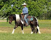 flashy-draft-horse